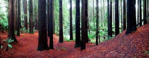 Otways NP redwoods