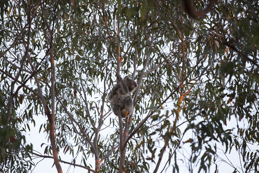 Bucketty Koala